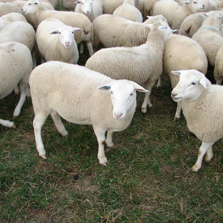 Romania-quality-Awassi-sheep-Merino-sheep-Ewe