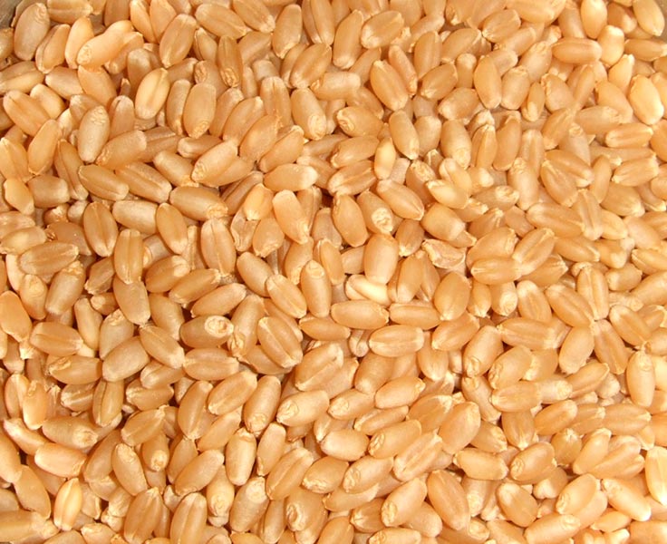 Grade-A-Durum-Wheat-for-sale