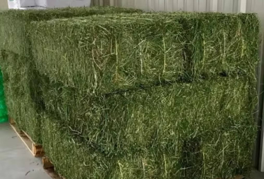 alfalfa hay1