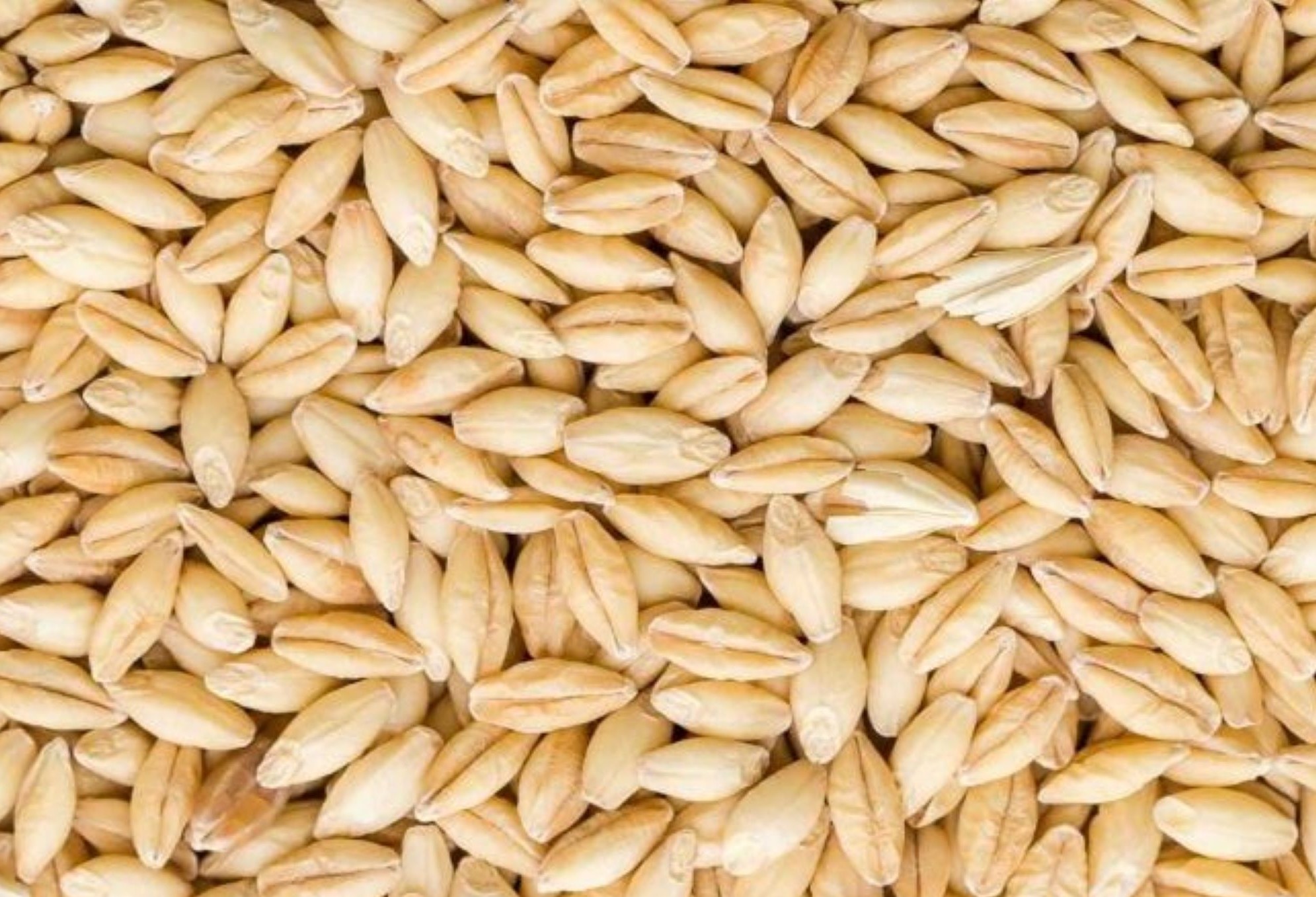 barley hulless grains