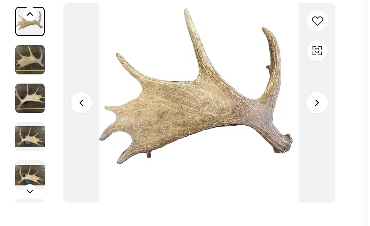 deer antlers